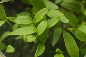 green spring young seedlings of tomatoes and peppers in the garden. sprout seedlings pepper and...