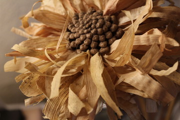 straw flower in focus