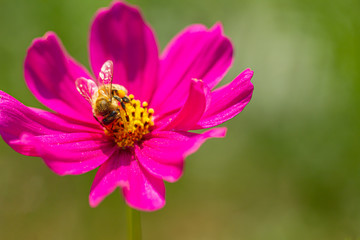 The bee is searching for nectar on the flowers in the garden, with the pollen of yellow flowers...