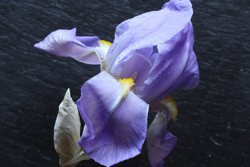 Photography of an iris flower and bud on slate background