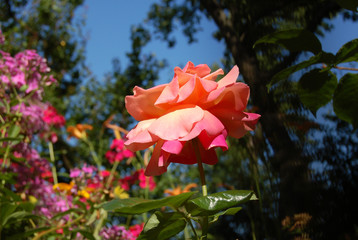 Pink rose in garden on dark blue sky background