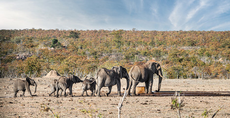 Obraz premium Elephant family at the Kruger National Park, South Africa