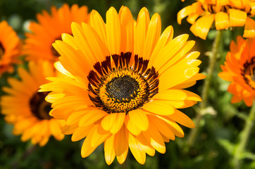 Obraz premium ベニジウム 寒咲き蛇の目菊 capedaisy 