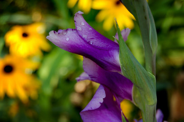 Purple iris flower with drops of rain