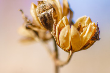 brite macro of two yellow dry flowers