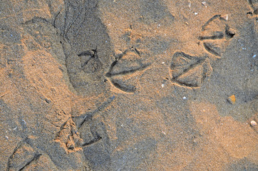Traces of seagulls in the wet sand.