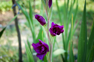 Purple gradiolus flowers in the garden