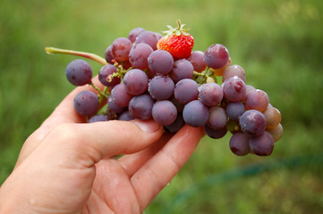 Bunch of grapes in hand with strawberry among bunch with drops of water after summer rain