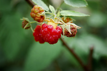 Two red raspberry among others unripe green berries