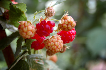 Three red raspberry among others unripe green berries