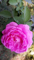 pink rose in garden