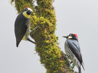 Eichelspecht (Acorn woodpecker - Melanerpes formicivorus)