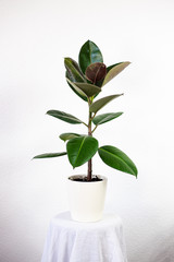 Rubber Fig (ficus elastica)