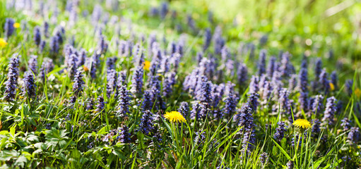 fioletowe kwiaty w ogrodzie © Paaeel