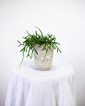 Rhipsalis (mistletoe Cactus)