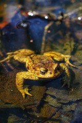frog toad in the water on leaves in spring