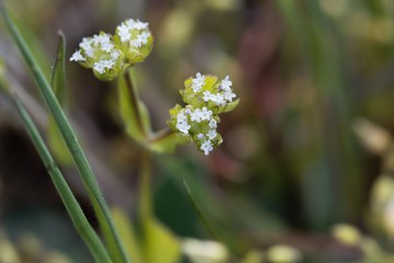 Flowers of a corn salad, Valerianella locusta