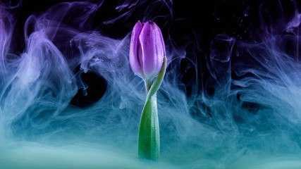 eine Tulpe in einem Nebel aus Farbe