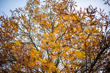looking up view of fall autumn leaves and branches chestnut tree 