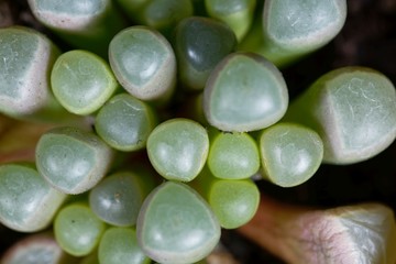 Leaves of the window plant Fenestraria rhopalophylla ssp aurantiaca