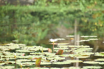 Water lillies in Pond