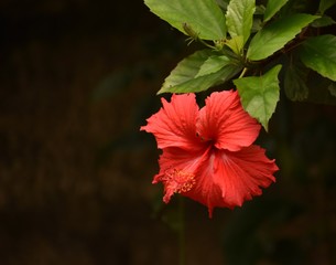Red Hibiscus