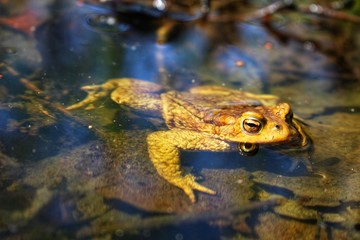 Obraz premium frog toad in the water on leaves in spring