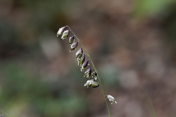 Flowers of the grass Melica picta