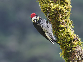 Eichelspecht in Costa Rica