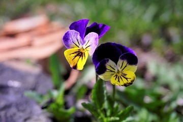 flowers violet tricolor or pansies,Viola tricolor
