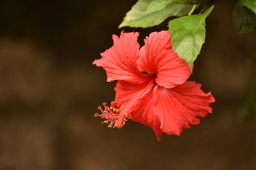 Hibiscus, Red