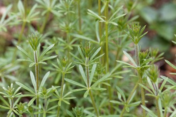 Leaves of common cleavers, Galium aparine