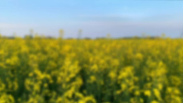 blurry green fields with bright rapeseed flowers, beautiful fluffy clouds in the blue sky, natural landscape, concept of beauty of nature, ecology, environment, background for the designer