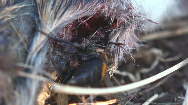 Nicrophorus marginatus running around dead mouse, Burying beetles or sexton beetles, genus Nicrophorus, of family Silphidae, carrion beetles. View macro insect in wildlife