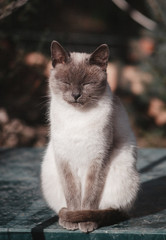 portrait of a Siamese cat, a cat sitting in the sun and basking