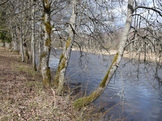 landscape with a small wild river, river banks covered with dry, old grass and fallen trees