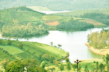 Top View of Greenish Landscape