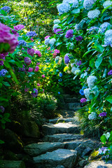 奈良のあじさい寺「矢田寺」