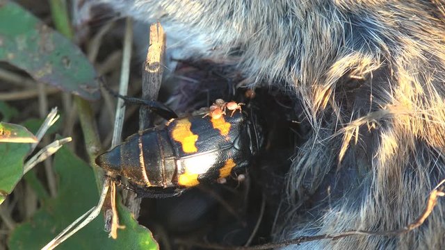 Nicrophorus marginatus running around dead mouse, Burying beetles or sexton beetles, genus Nicrophorus, of family Silphidae, carrion beetles. View macro insect in wildlife
