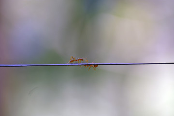 Ant Love, of course balanced !