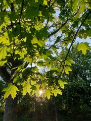 Wald, Bäume, Berge, Blätter