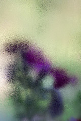 Purple flowers behind the wet glass