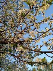 Plum blossom on sunset.