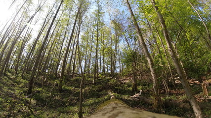 Wald, Bäume, Berge, Blätter