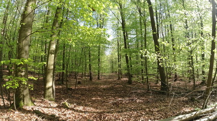 Wald, Bäume, Berge, Blätter