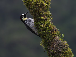 Eichelspecht (Melanerpes formicivorus, Acorn Woodpecker)