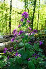 lila blühende Brennnessel im Wald - Purple flowering nettle in the forest