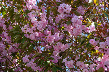 rosa farbene Kirschblüten blühen im April - pink cherry blossoms bloom in April