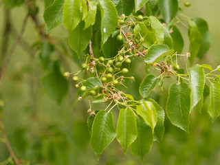 Prunus mahaleb ou Cerisier de Sainte-Lucie buissonnant aux petites feuilles vert-brillant ovales et...