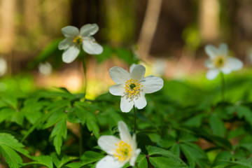 Bright spring flowers in the forest. Spring flowers close-up.